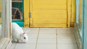 Ein Heim für Hasen mit Heuallergie