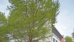 Kliniken ohne Betten