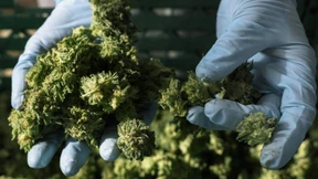 Cannabis-Fusion begeistert Aktienkäufer