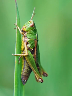 Heuschrecke oder Freuschrecke?