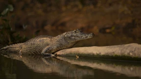 74 Jahre alter Mann befreit Welpen aus dem Maul eines Alligators