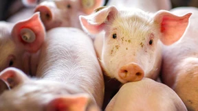 Ferkelkastration ohne Betäubung muss dieses Jahr enden