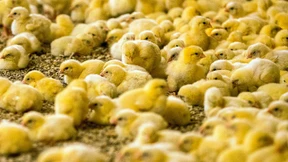 Hühner statt Handys