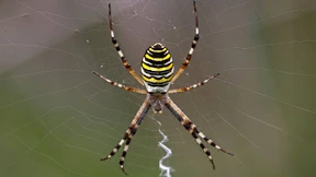 Vielversprechendes Spinnengift