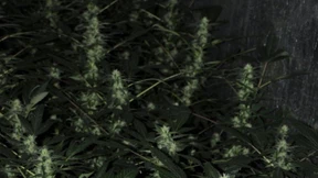 Mutter lässt Cannabis-Plantage ihres Sohnes auffliegen