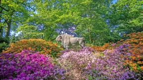 Wie sich der Gartenklassiker trotz Klimakrise behauptet