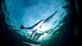 Auch für Muskeln kann Fisch das Richtige sein