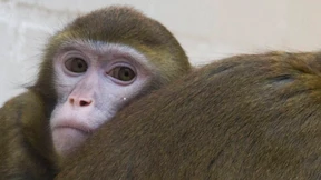 Nicht weniger, mehr Tierversuche