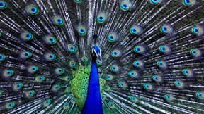 Der Dresscode der Angeber