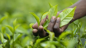 Das Ende der nebulösen Lieferkette