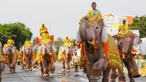 Elefanten verneigen sich vor Thailands König