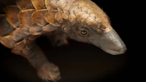 Tannenzapfen auf vier Beinen