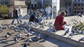 Limburg will Tauben töten lassen, andere Städte füttern sie extra an