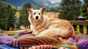 Wally ist die beste Werbung