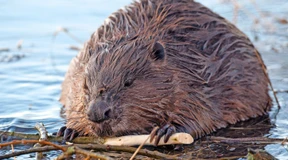 Biber erobert die Gewässer