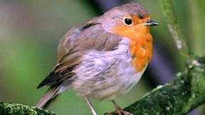 Verpeilte  Rotkehlchen