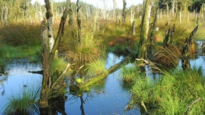 Wulff’sche Sümpfe, trockengelegt  