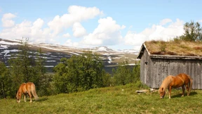 Anhalten, wenn der Schnee-Enzian blüht