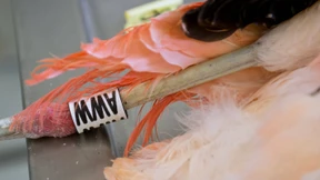 Es war ein Fuchs, kein Tierhasser