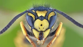 Aufholjagd gegen die Bienen