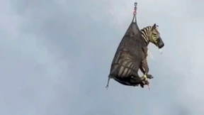 Zebra Ed sorgt in Tennessee für Aufsehen