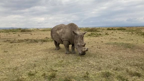Nashorn-Wilderei legt wieder zu