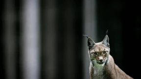 Scheuen Raubkatzen auf der Spur