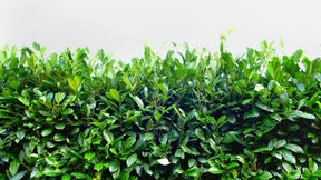 Die Pest in Nachbars Garten