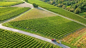 Rheingauer Weinberge in Gefahr