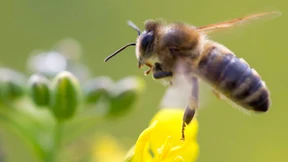 EU will Bienen besser schützen