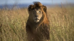 Der Thron des Königs wackelt