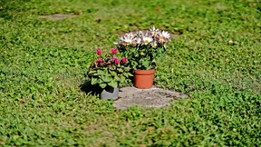 Warum keine Wildblumen auf Rasengräber kommen