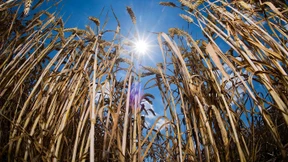 Bekommen die Bauern Hilfe vom Staat? 