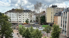 Ersatz für vergiftete Platanen