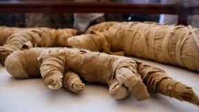 Forscher entdecken mumifizierte Löwenbabys in Ägypten