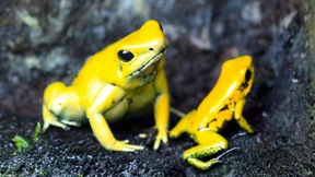 Der Frieden ist eine Gefahr für den Pfeilgiftfrosch