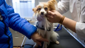 Junge Tierärzte protestieren gegen Arbeitsbedingungen an Universitäten