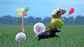 Hunderte Einsatzkräfte und Helfer suchen nach Arian