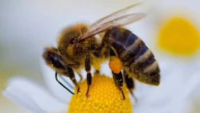 Europäer halten die Deutschen für die Fleißigsten