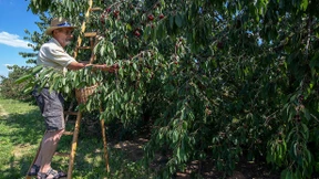 Auf Patrouille durch die Obstplantagen