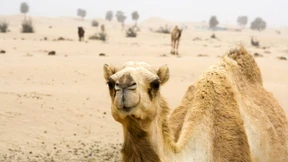 Vom Beduinenzelt ins Sternerestaurant