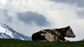 „MethaCow“ will Methan-Ausstoß reduzieren