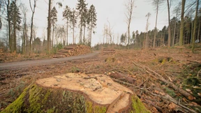 Gesägt wird nur noch für die Sicherheit