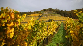 Sächsischer Wein als Exportschlager