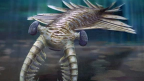 Das Augentier des Kambriums