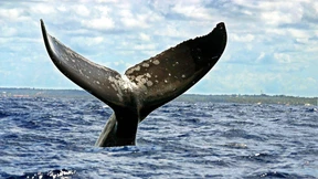 Kein Walschutzgebiet im Südatlantik