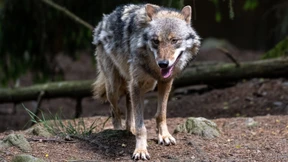 Wolf beißt Jungen in den Finger