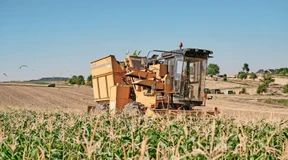Ein Meilenstein für die Gentechnik in der Pflanzenzucht