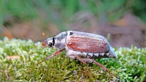 Massenflug der Maikäfer erwartet