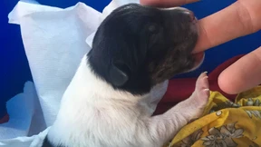 Veterinäramt sucht Hundehalterin